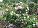Salet rose photo