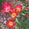 Cocktail rose photo