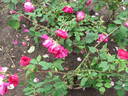 Bardou Job - in commerce rose photo