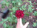 Sénégal rose photo