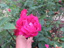 Captain Hayward rose photo