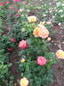Philippe Noiret ® rose photo