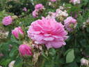 Salet rose photo