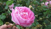 Jeanne de Montfort rose photo