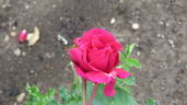 Böhmuv Triumph rose photo