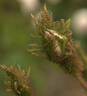 Shailer's White Moss rose photo