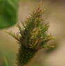 Shailer's White Moss rose photo