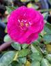 Oso Easy Peasy rose photo