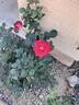 Liberty Bell rose photo