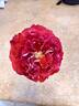Liberty Bell rose photo