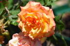 Polo Club ™ rose photo
