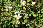 Microchip rose photo