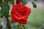 Alec's Red® rose photo