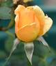 Lady Belper rose photo