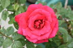 Konrad Henkel rose photo