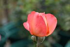 Jazz Festival rose photo
