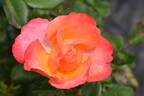 Jazz Festival rose photo