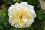 Crocus Rose rose photo