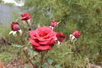 Black Tie rose photo