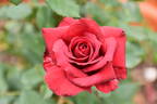 Black Tie rose photo