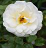 Grand Nord ® rose photo
