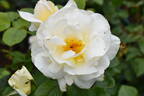Grand Nord ® rose photo