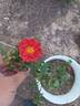 Ardanne rose photo
