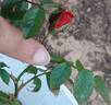 Ardanne rose photo