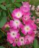 Ballerina rose photo