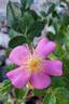 Simon Robinson rose photo