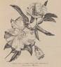 Camellia Rose rose photo