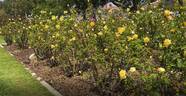 Hotel California rose photo