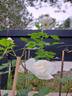 Opalia rose photo