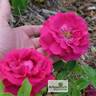Général Jacqueminot rose photo