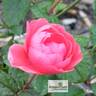 Gartenprinzessin Marie-José rose photo
