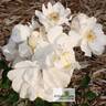 Autumn Delight rose photo