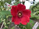 Geranium rose photo