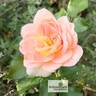 Schloss Eutin ® Fairy Tale rose photo