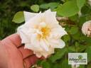 Chromatella rose photo