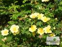 Canary Bird rose photo