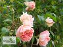 Comtesse de Woronzoff rose photo