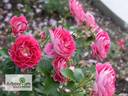 Abbatiale de Pontigny ® rose photo