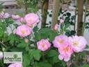 St. Nicholas rose photo