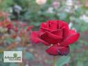 Alleluia ® rose photo