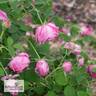 Charles Lawson rose photo