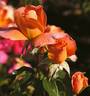 Angèle Pernet rose photo