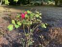 Argosy rose photo
