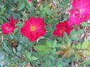 1G15 rose photo