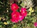 1G15 rose photo