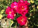 1G15 rose photo